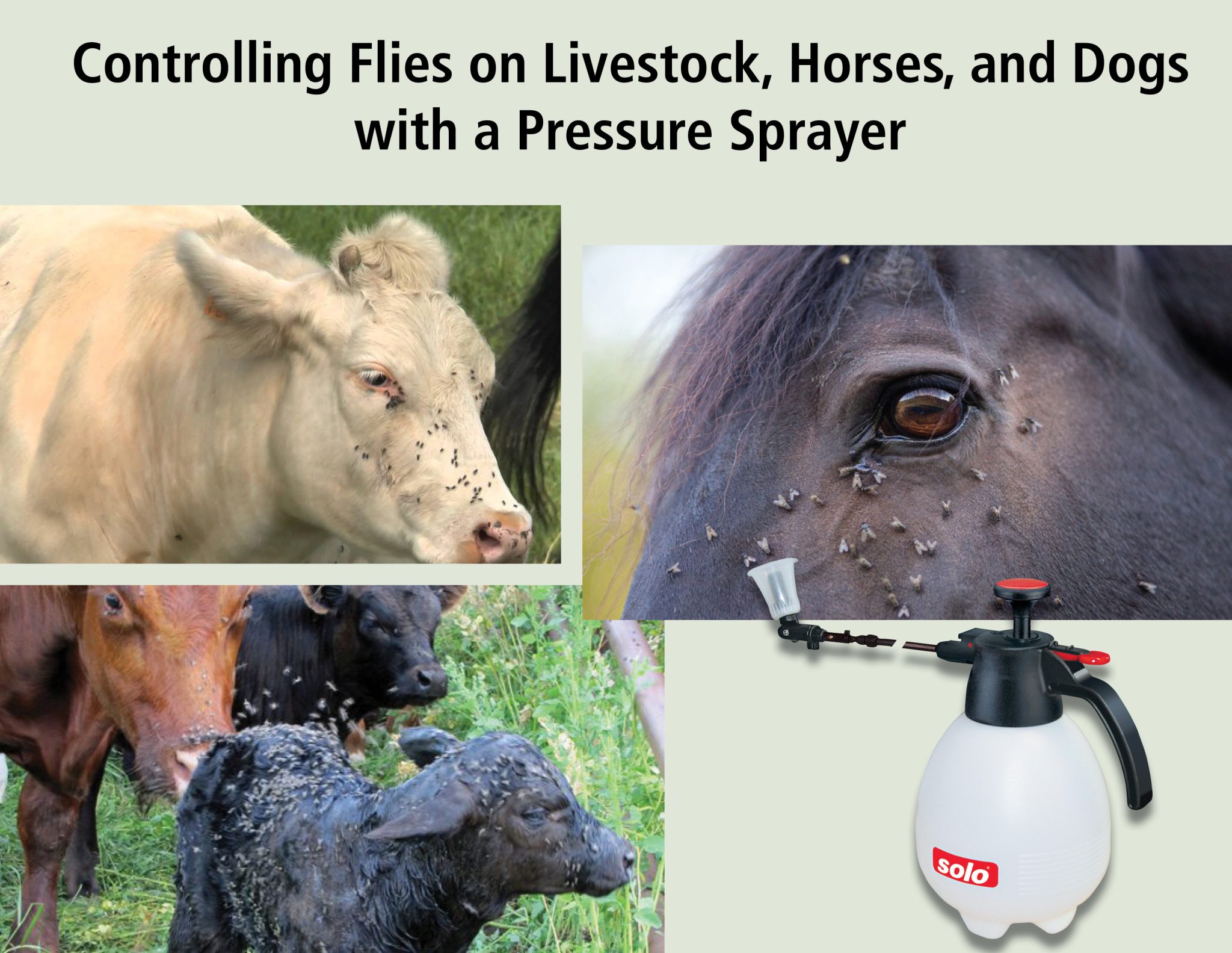 Controlling Flies on Livestock and Dogs with a Pressure Sprayer Solo