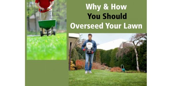 WHY AND HOW YOU SHOULD OVERSEED YOUR LAWN - Solo